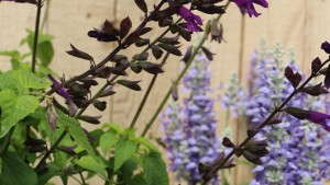 ForemostCo And Athena Brazil Unite To Supply Unrooted Perennial Cuttings To North America