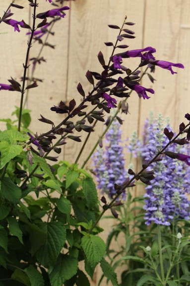 Athena Brazil Salvia 'Brazilian Purple'