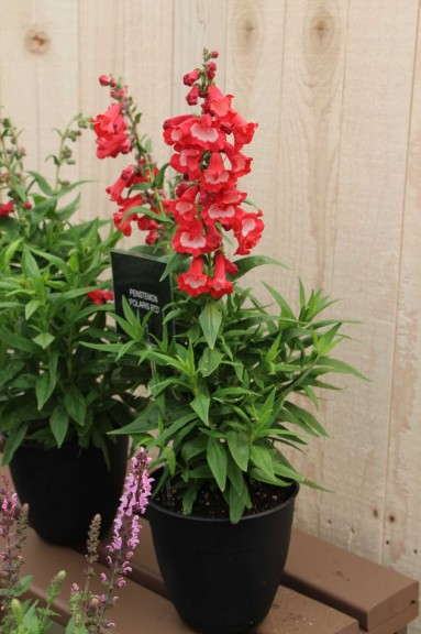 Athena Brazil Penstemon 'Polaris Red'