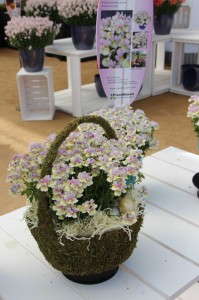 Plant Haven French Connection 'Easter Bonnet' Nemesia