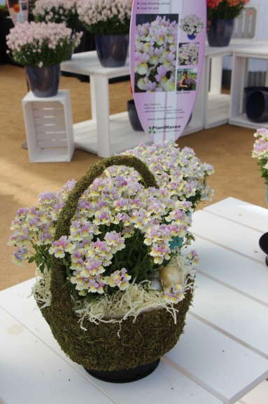 Plant Haven French Connection 'Easter Bonnet' Nemesia