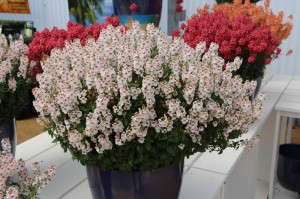 Plant Haven Diascia Penhow Aurora Collection