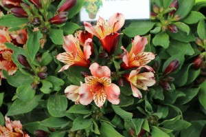 Flamingo Holland Pot Alstromeria