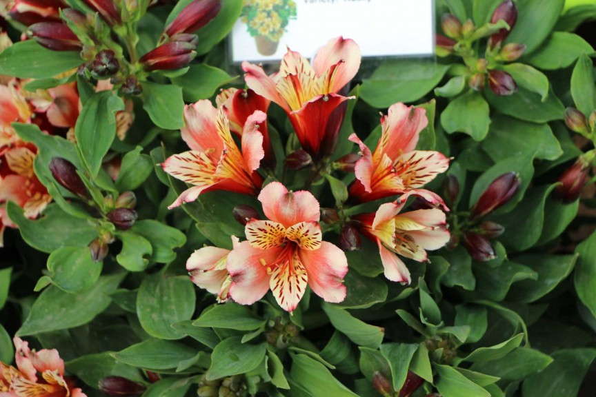 Flamingo Holland Pot Alstromeria