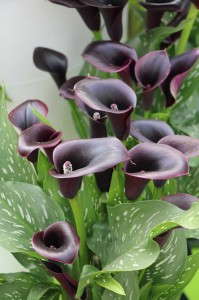 Flamingo Holland Calla Lilies