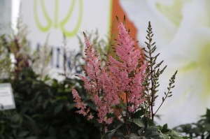 Flamingo Holland Astilbe