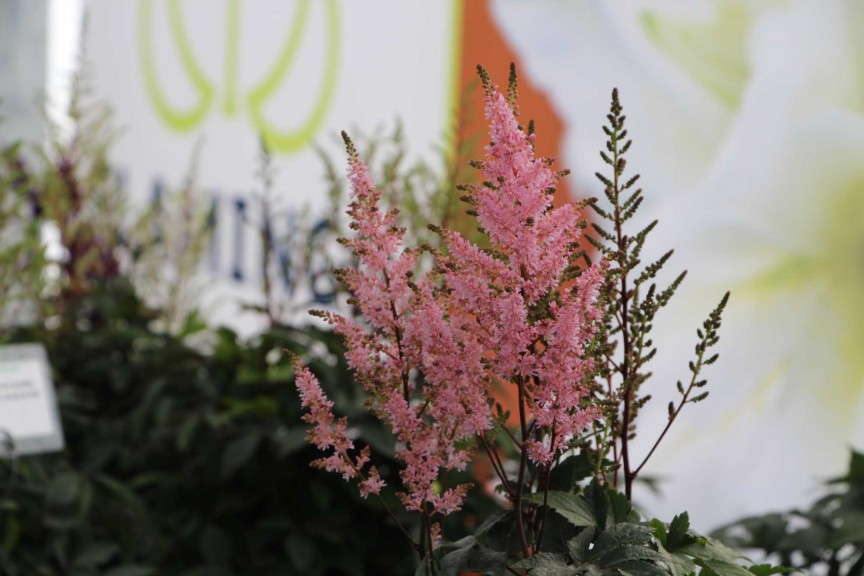 Flamingo Holland Astilbe