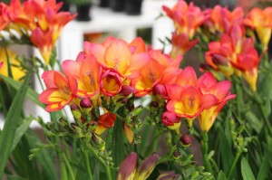 Flamingo Holland Freesia