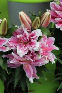 Flamingo Holland Rose Lily
