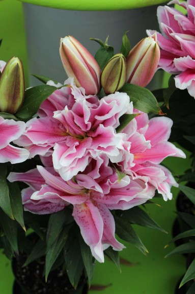 Flamingo Holland Rose Lily