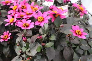 Florensis 'Happy Days Purple' Dahlia