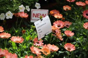 Florensis Astra Osteospermums