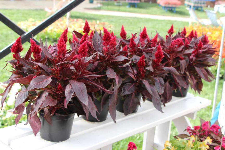 Royal Van Zanten Celosia 'Hot Topic'