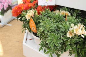 Royal Van Zanten Alstromeria Princess Lilies 