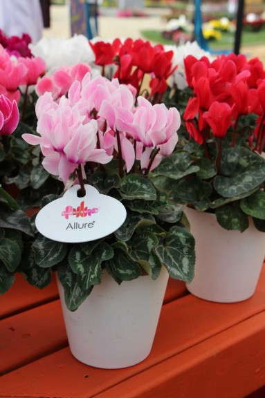 Schoeneveld 'Rembrandt'