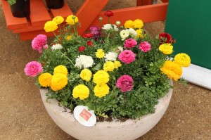 Schoeneveld Sprinkles Series Ranunculus