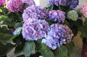 L.A. Dreamin' hydrangea (Ball Ornamentals)