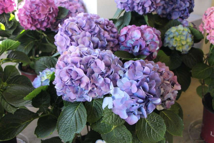 L.A. Dreamin' hydrangea (Ball Ornamentals)