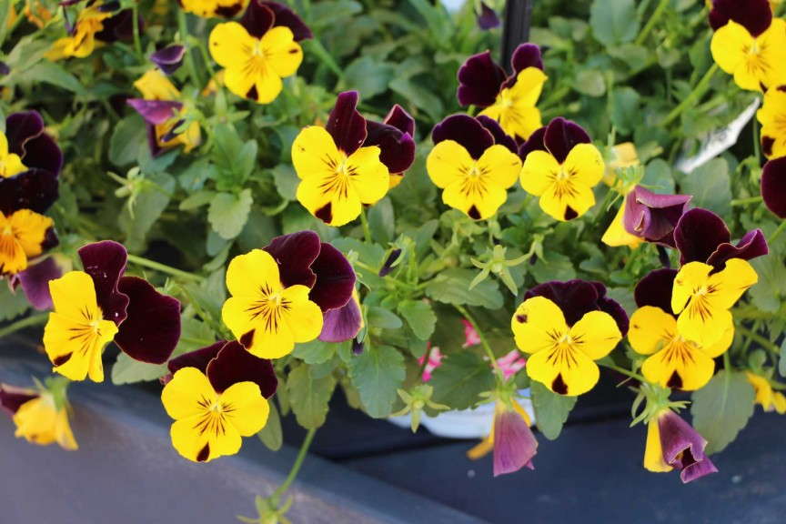 'Cool Wave Sunshine 'N Wine' pansy (PanAmerican Seed)