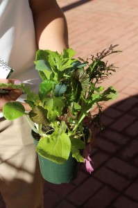 SimplySalad Wonder Wok Mixture (PanAmerican Seed)