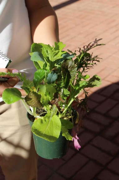 SimplySalad Wonder Wok Mixture (PanAmerican Seed)