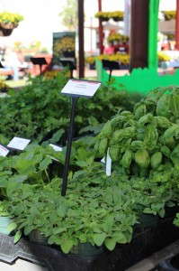 SimplyHerbs oregano (PanAmerican Seed)