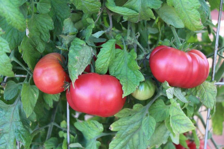 Heirloom Marriage Big Brandy tomato (PanAmerican Seed)