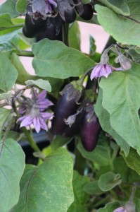 Patio Baby eggplant (PanAmerican Seed)