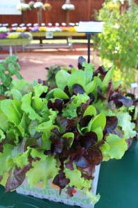 SimplySalad Endless Summer Mixture (PanAmerican Seed)