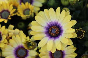 'Blue Eyed Beauty' osteospermum (Ball FloraPlant)