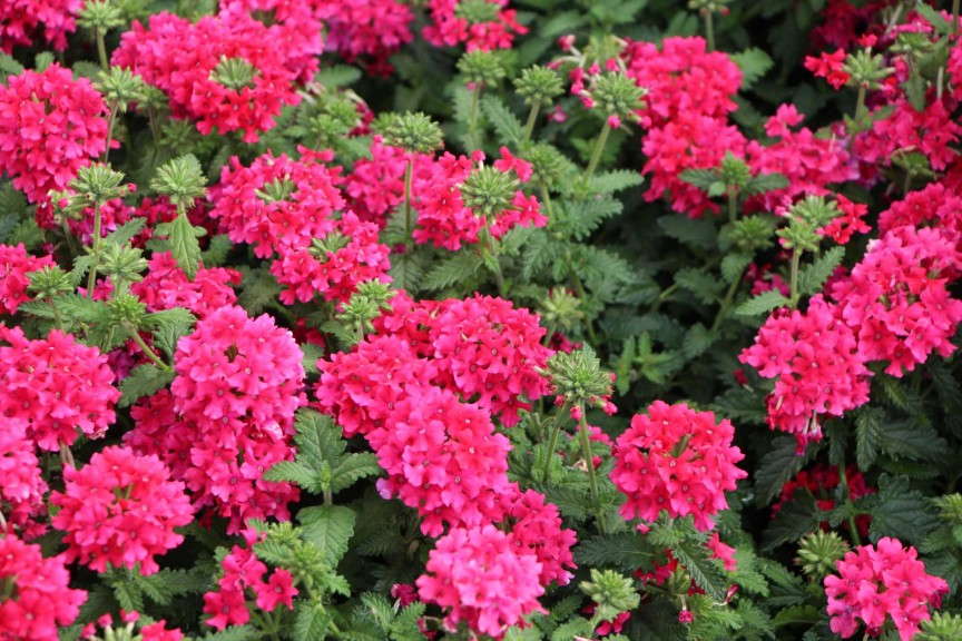 'EnduraScape Hot Pink' landscape verbena (Ball FloraPlant)