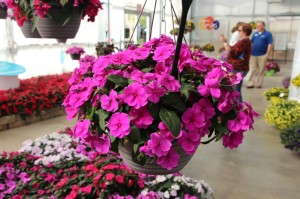 'Bounce Violet' interspecific impatiens (Selecta)