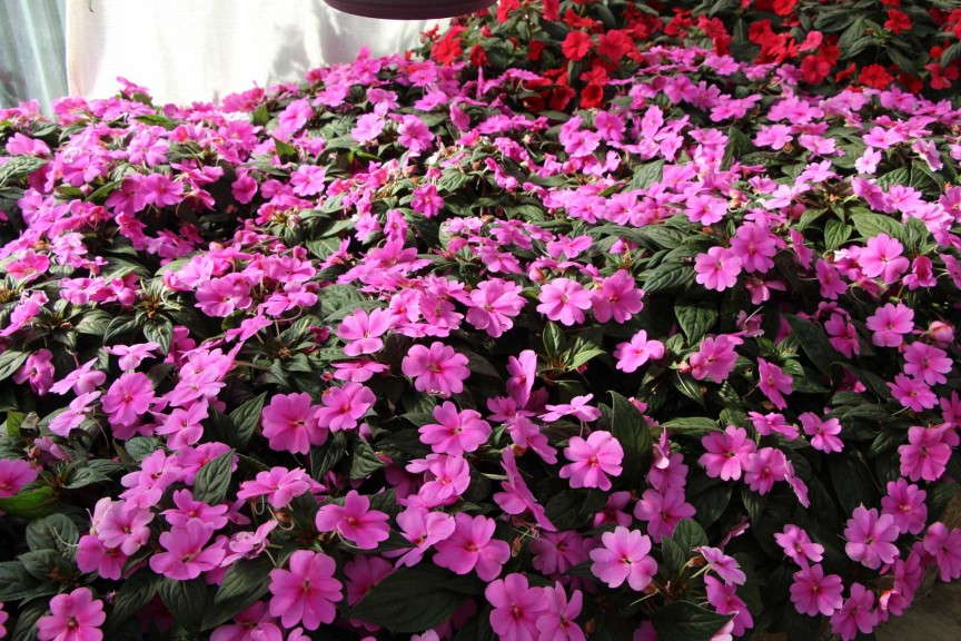 'Big Bounce Lavender' interspecific landscape impatiens (Selecta)