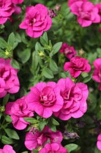 'MiniFamous Double Purple' calibrachoa (Selecta)