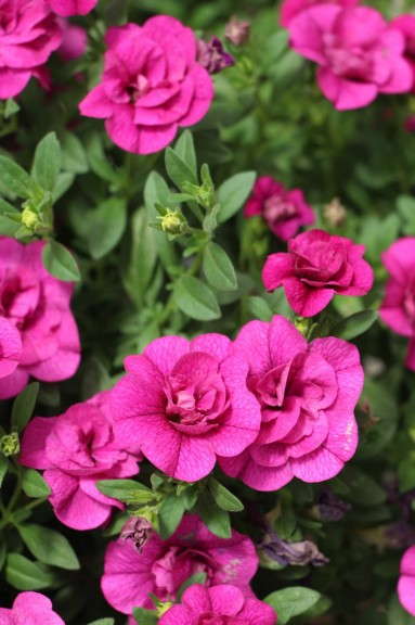 'MiniFamous Double Purple' calibrachoa (Selecta)