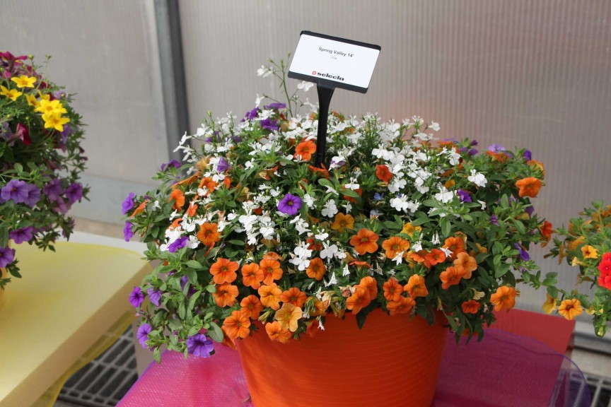 Spring Valley 14 combo (Selecta)