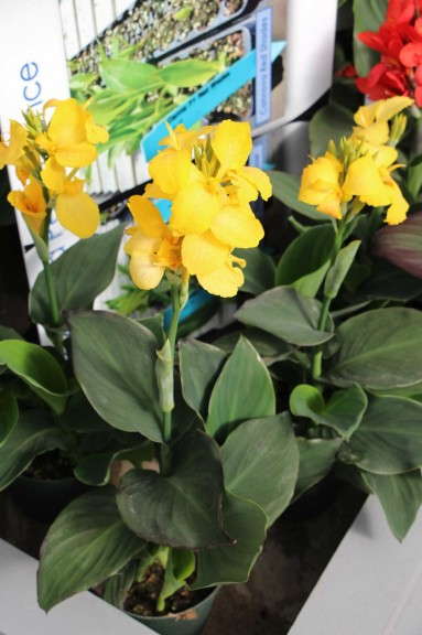 'Cannova Yellow' F1 canna hybrid (Ball Ingenuity)