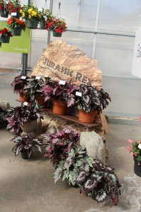 Jurassic Rex begonia series (Ball Ingenuity)