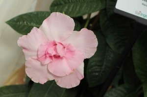 'Summer Romance Double Pink' mandevilla (Ball Ingenuity)