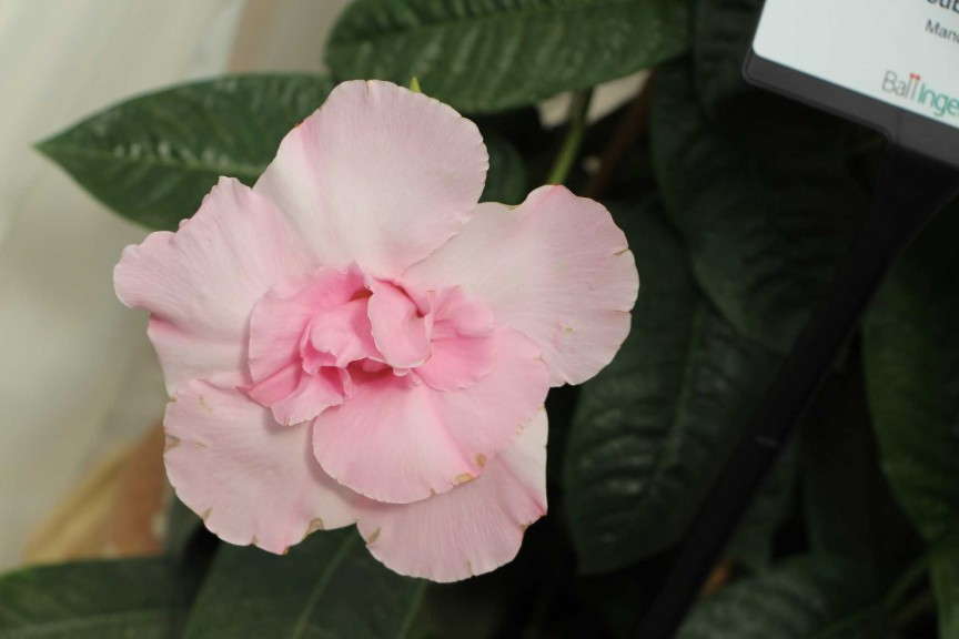 'Summer Romance Double Pink' mandevilla (Ball Ingenuity)