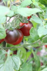 Indigo Ruby tomato (Burpee Home Gardens)