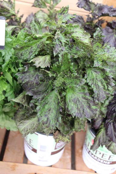 Ruby Frills basil (Burpee Home Gardens)