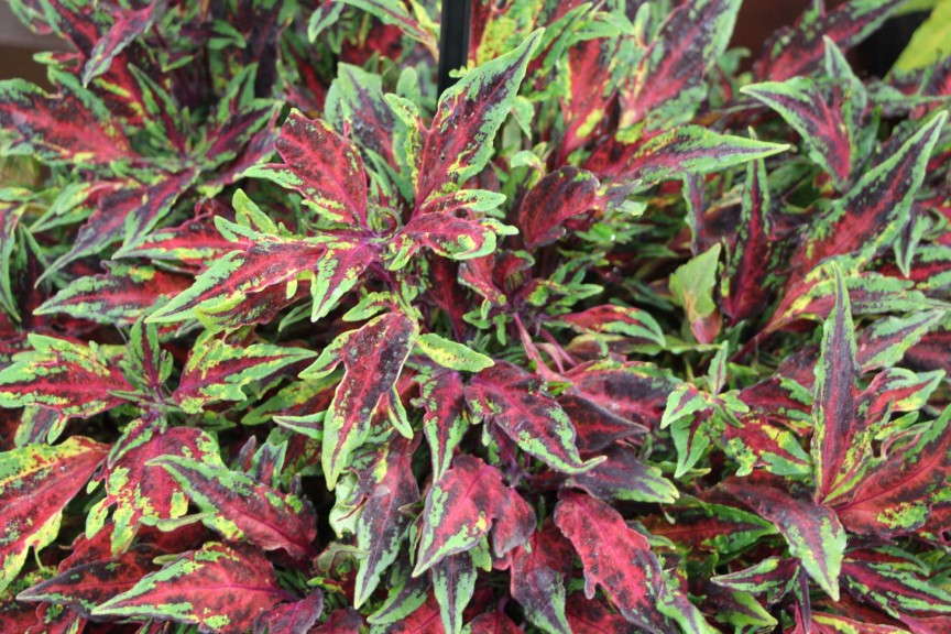 'Marquee Red Carpet' coleus (Burpee Home Gardens)
