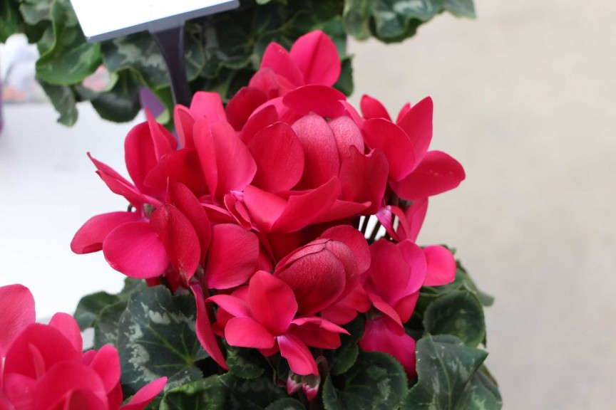 'Halios HD Deep Magenta' cyclamen (Ball Seed)