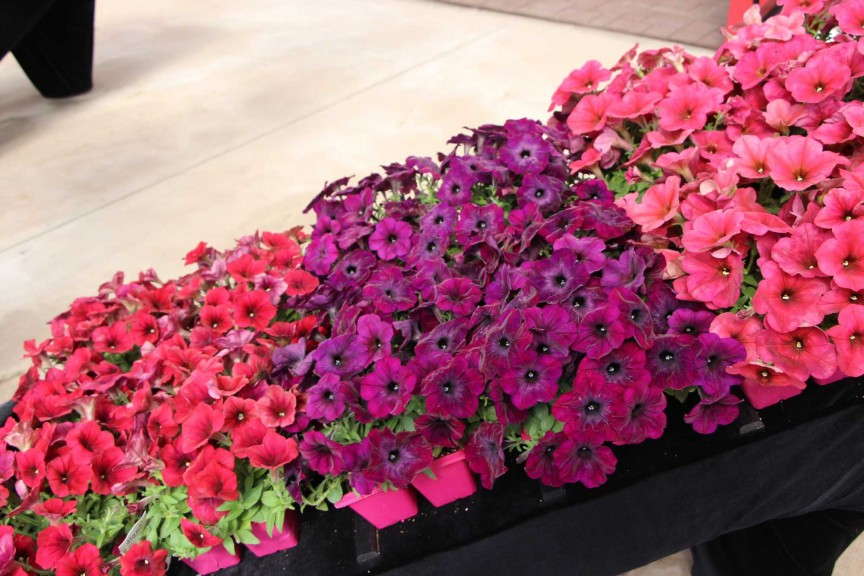 Easy Wave Velour petunias (PanAmerican Seed)
