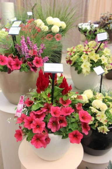 Think Outside The Pack combos (PanAmerican Seed)