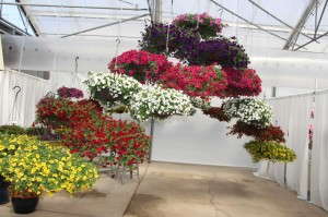 Kabloom seed calibrachoa series (PanAmerican Seed)