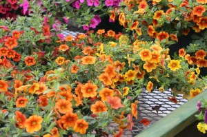 Crave Collection Orange Bicolor seed calibrachoa (PanAmerican Seed)