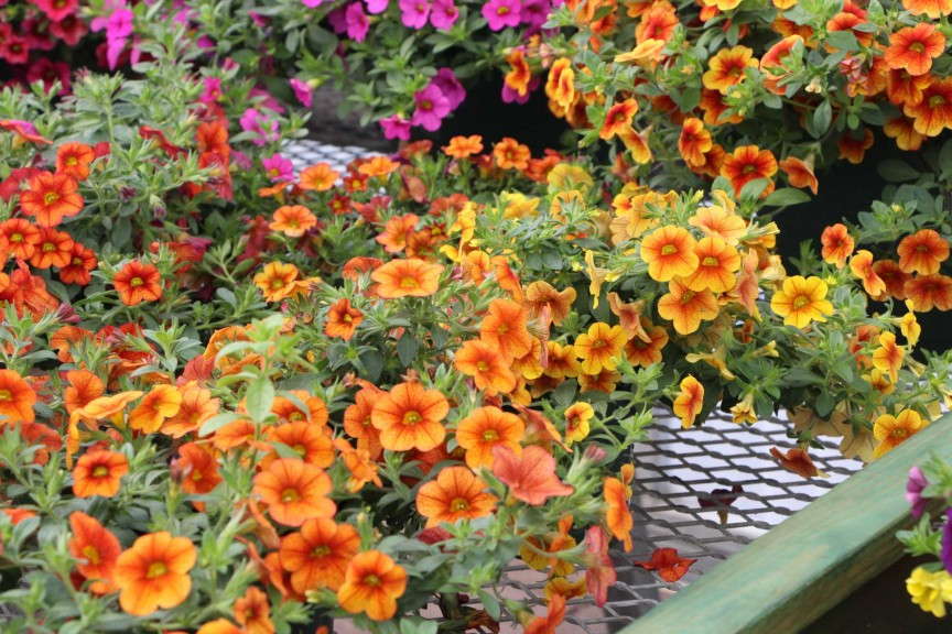 Crave Collection Orange Bicolor seed calibrachoa (PanAmerican Seed)