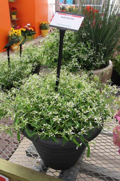 Glitz seed euphorbia (PanAmerican Seed)